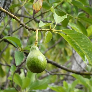 Avocado