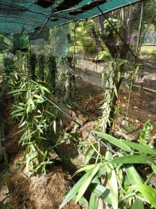 Vanille-Plantage