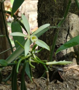 Vanille-Blüte