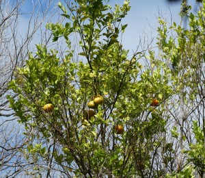 Orangen