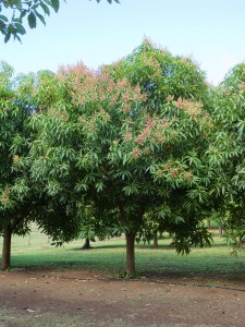 Mango-Plantage