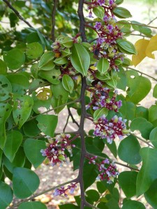 Carambole - Sternfrucht