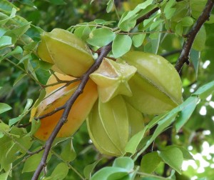 Carambole - Sternfrucht
