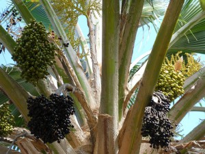 Palme