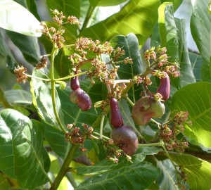 Cashew