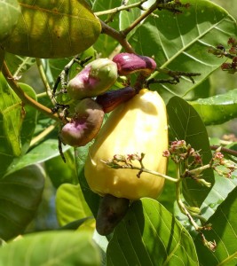 Cashew