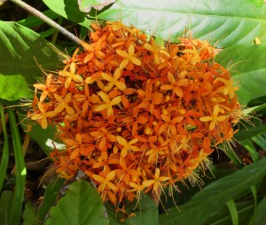 Blüten