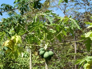 Papaya