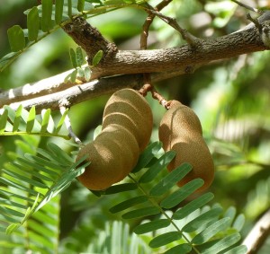 Tamarinde