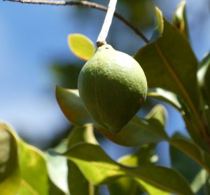 Maccadamia