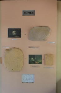 Petroglyphen-Museum