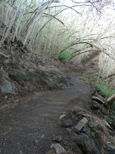 Weg durch den Mimosenwald