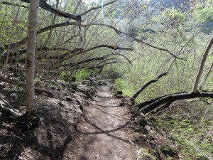 Weg durch den Mimosenwald