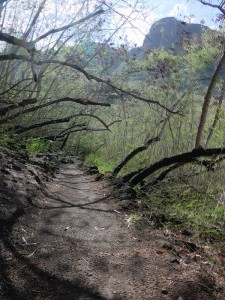 Weg durch den Mimosenwald