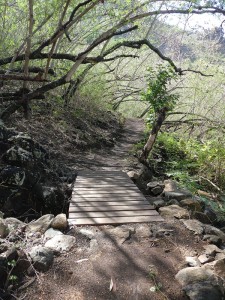 Weg durch den Mimosenwald