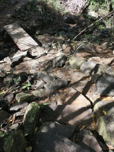 Weg durch den Mimosenwald