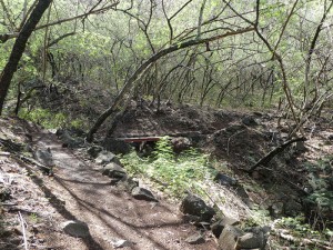 Weg durch den Mimosenwald