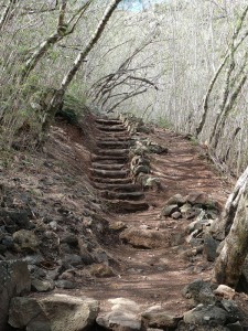 Weg durch den Mimosenwald