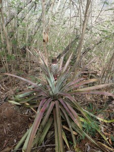 wilde Ananas