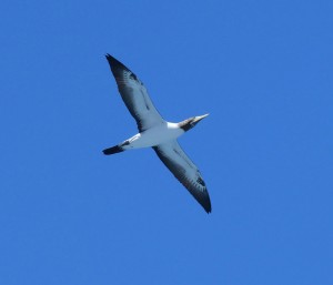 Welcher Vogel ist das?