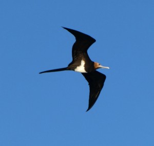 Fregatt-Vogel