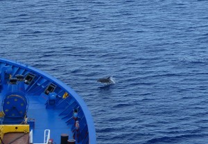 Delfine vor Rangiroa