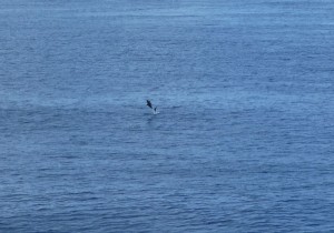 Delfine vor Rangiroa