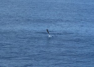 Delfine vor Rangiroa