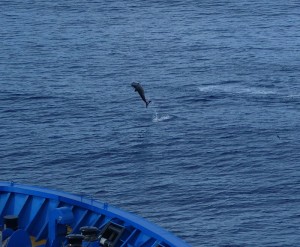 Delfine vor Rangiroa