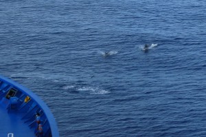 Delfine vor Rangiroa