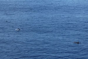 Delfine vor Rangiroa