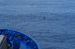 Delfine vor Rangiroa