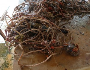 geerntete Muscheln