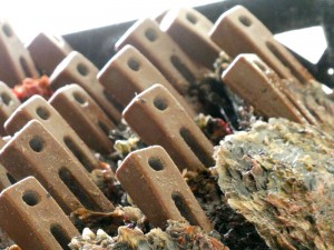 geöffnete Muscheln