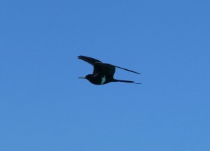 Fregattvogel
