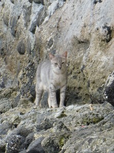 Fisch-Katze