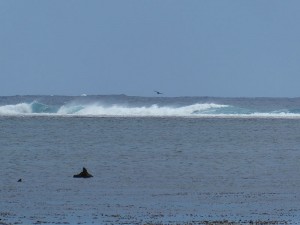 die Welle