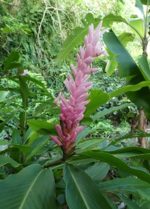 Jardins d´eau de Vaipahi