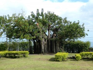 Jardins d´eau de Vaipahi