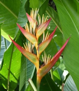 Jardins d´eau de Vaipahi
