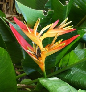 Jardins d´eau de Vaipahi