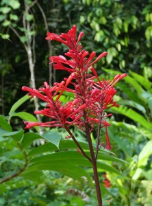 Jardins d´eau de Vaipahi