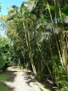 Jardins d´eau de Vaipahi