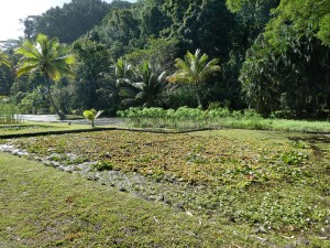 Jardins d´eau de Vaipahi