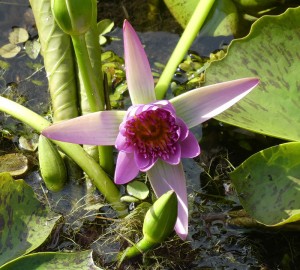 Jardins d´eau de Vaipahi