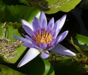 Jardins d´eau de Vaipahi