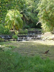 Jardins d´eau de Vaipahi