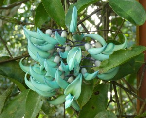 Jardins d´eau de Vaipahi