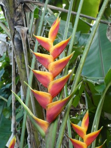Jardins d´eau de Vaipahi