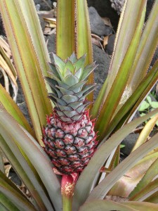 wilde Ananas